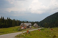 Scheibelalm