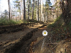 Krysowa