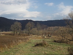 Tworylne