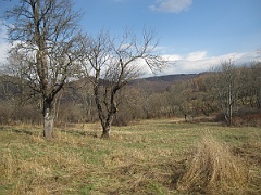 Tworylne