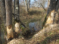 Tworylne
