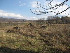 Tworylne
