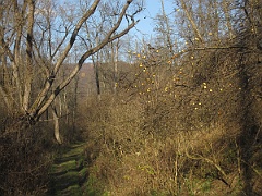 Tworylczyk