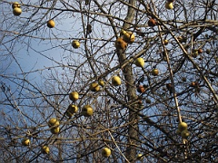 Tworylczyk
