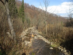Nasiczne