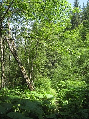 IMG 0421