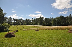 Gruszka