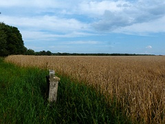 Krzywe