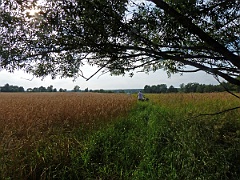 Krzywe