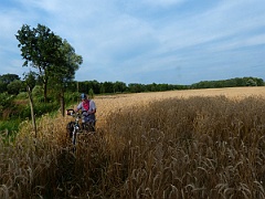 Krzywe