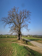Falkowa